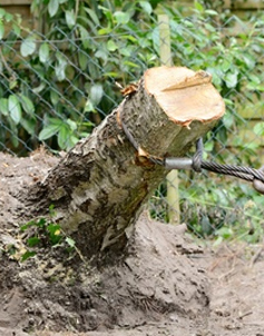 Baumfällarbeiten
